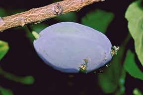 Photo of an affected plum.