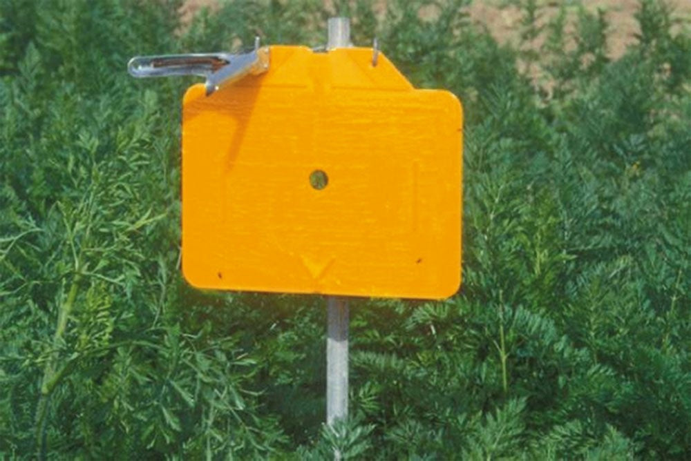 Photo of a Rebell Carrot Fly Trap outside.