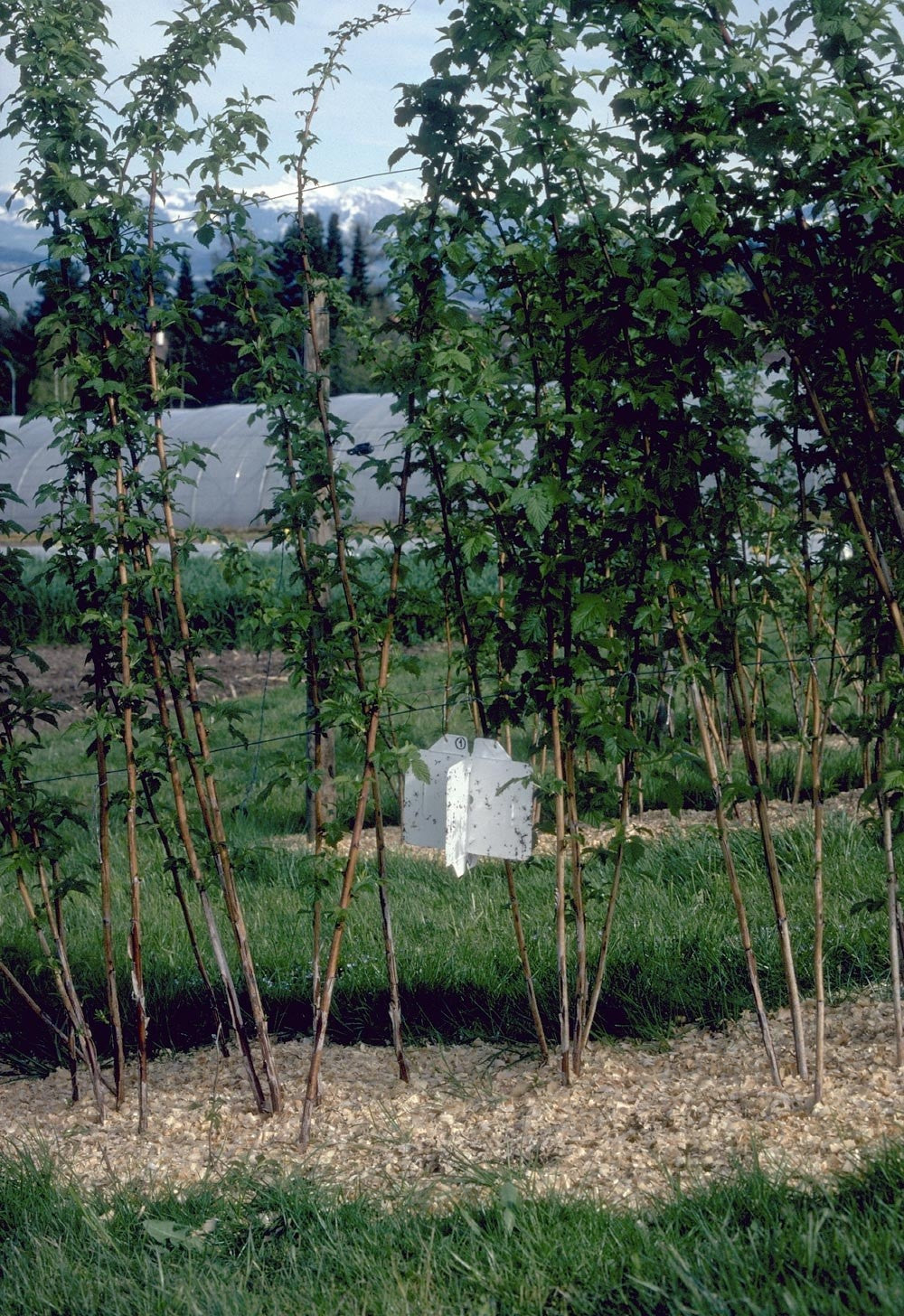 Photo of a Rebell White Tap hanging between fruit trees.