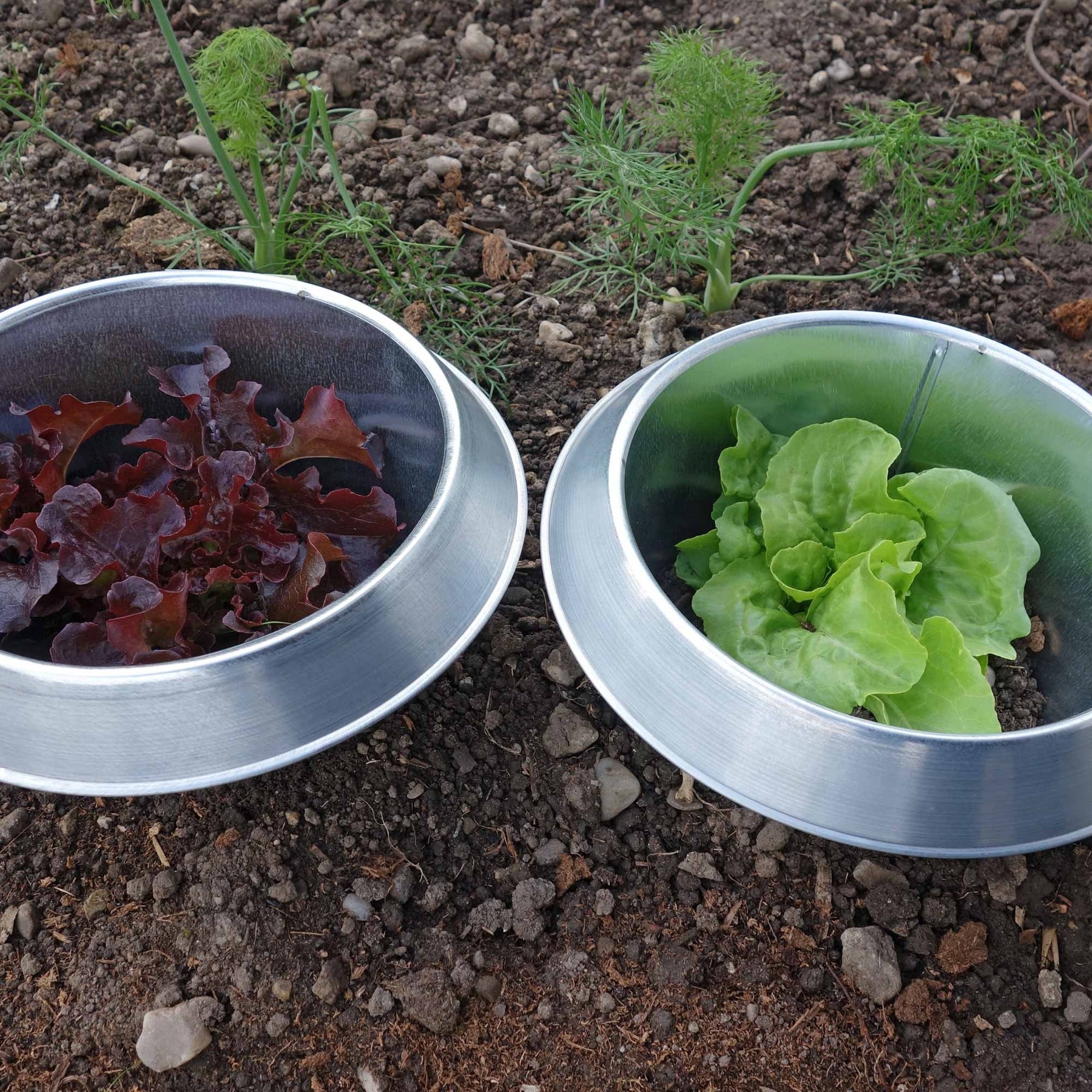 Photo of slug collars protecting seedlings outside.