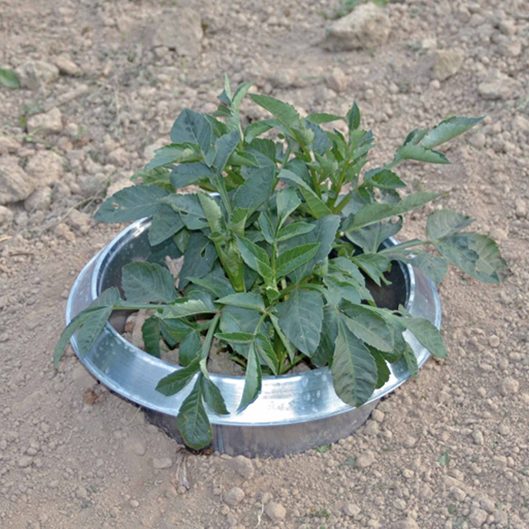 Photo of slug collar protecting a plant outside.