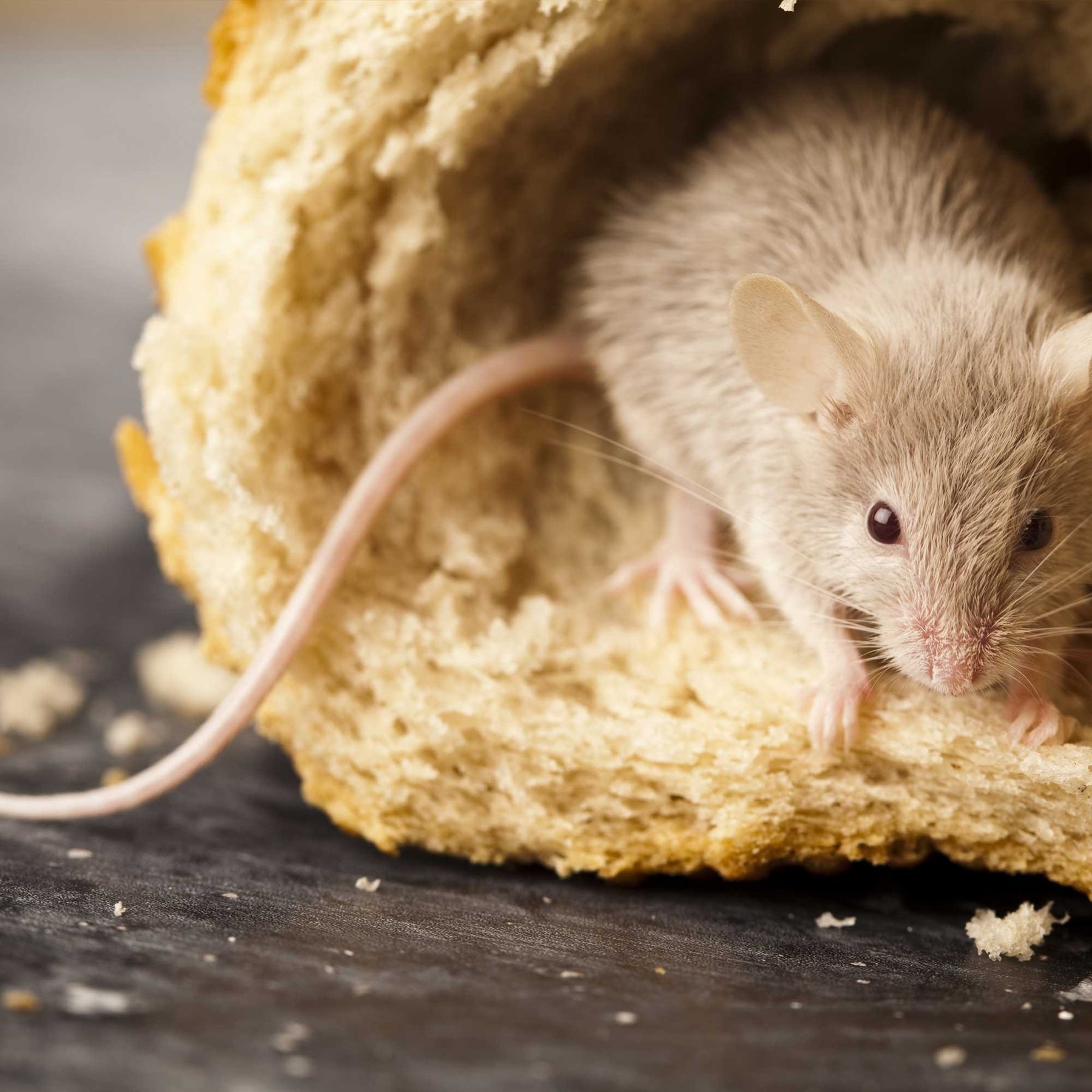 Photo of a mouse.