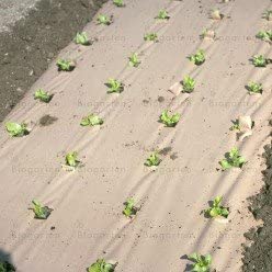 Photo of weed barrier protecting seedlings outside.