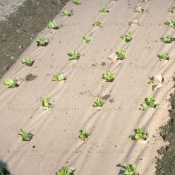 Photo of weed barrier protecting seedlings outside.