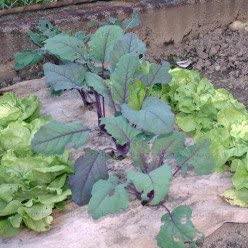 Photo of weed barrier protecting plants and surrounded soil outside.