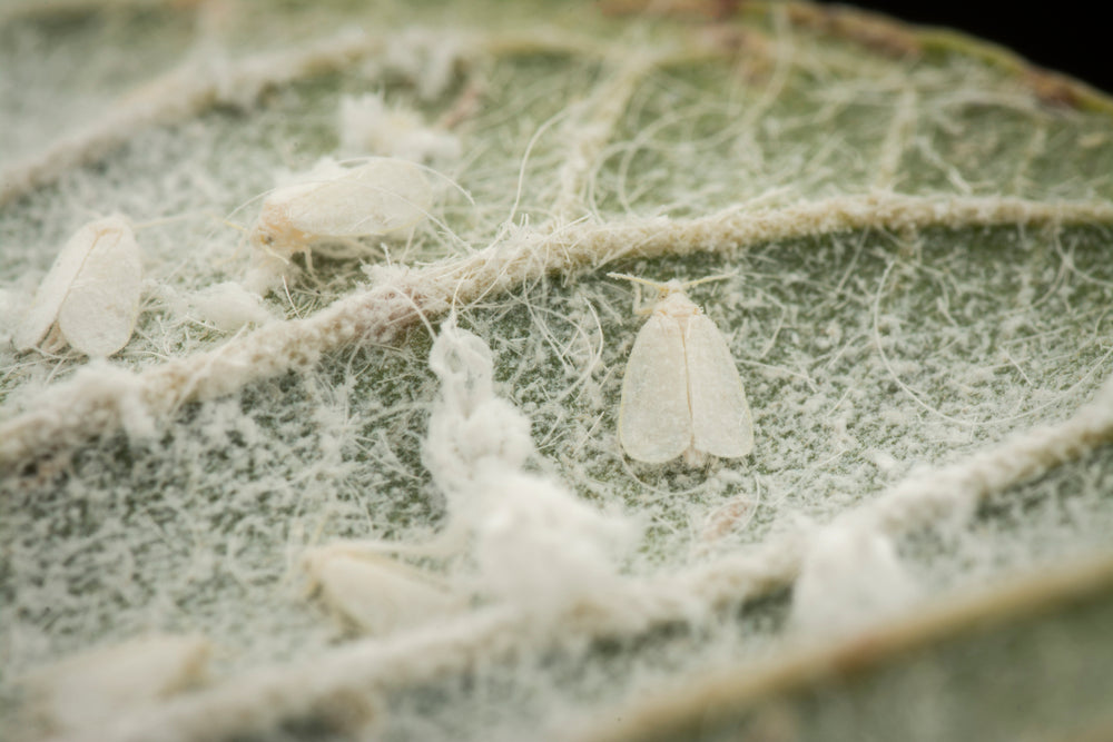 MightyBug - Encarsia WhiteFly Killer