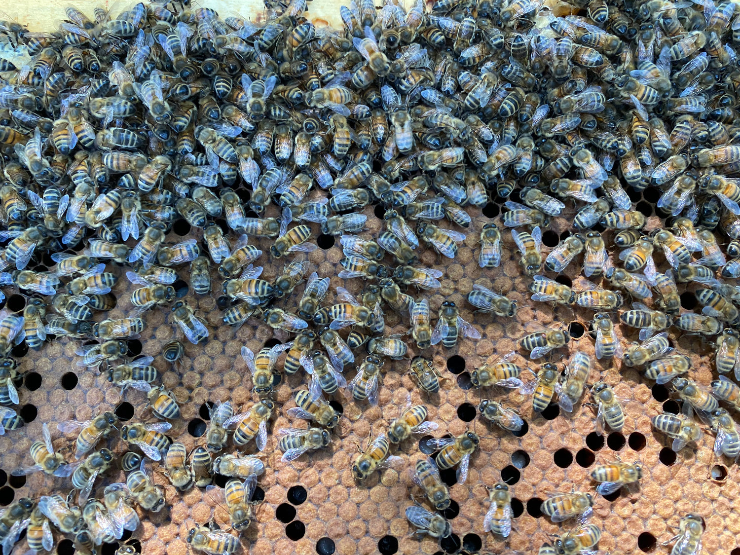 Varroa mite control in honeybees