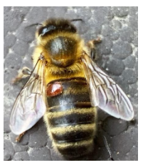 National Bee Unit News April 2021 - Reporting Varroa