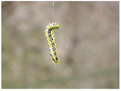How to monitor box tree caterpillar