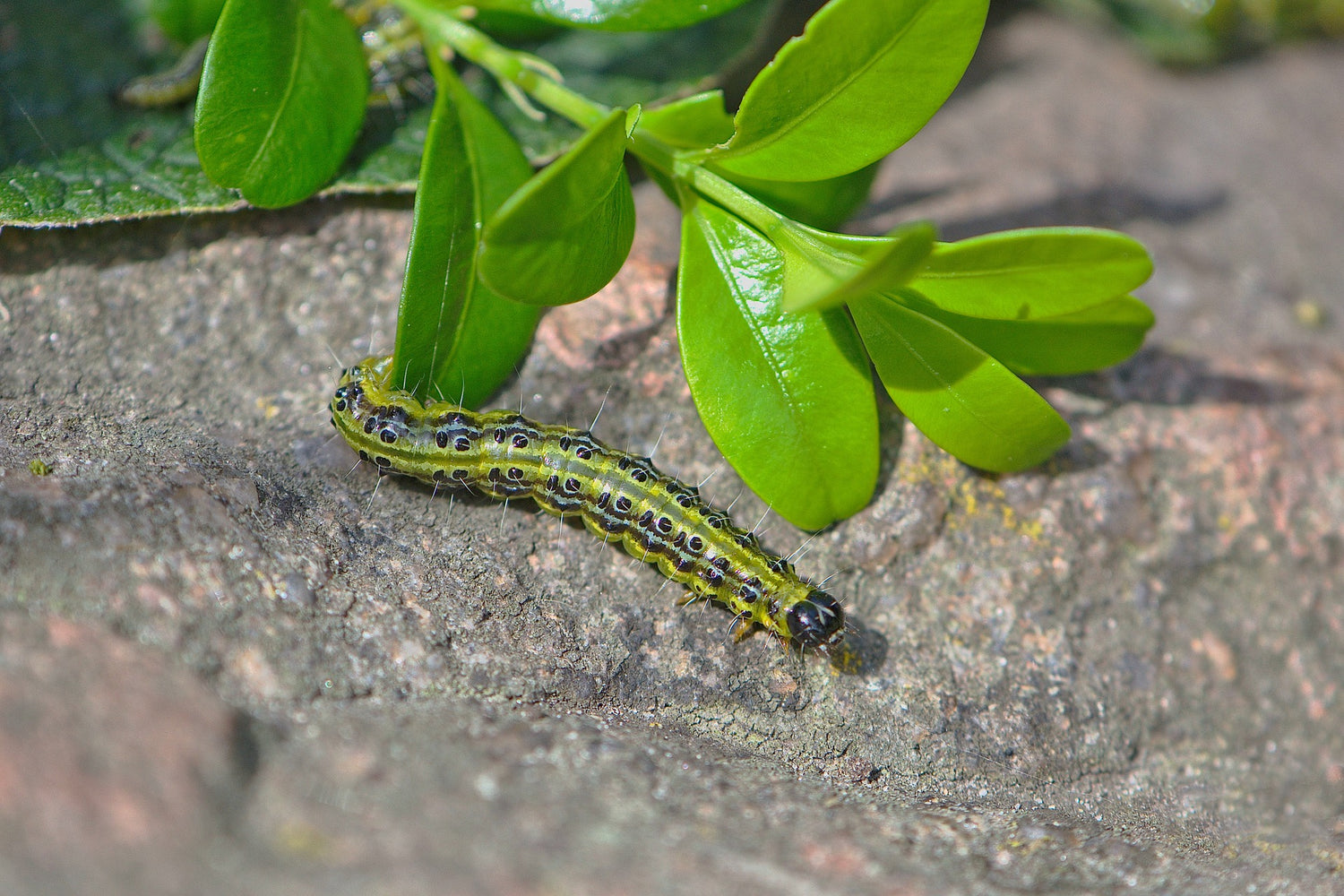 Box tree caterpillar - How to identify and treat (2022)