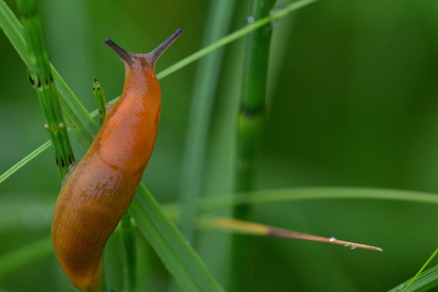 Slug Infestation - How to get rid of slugs and snails