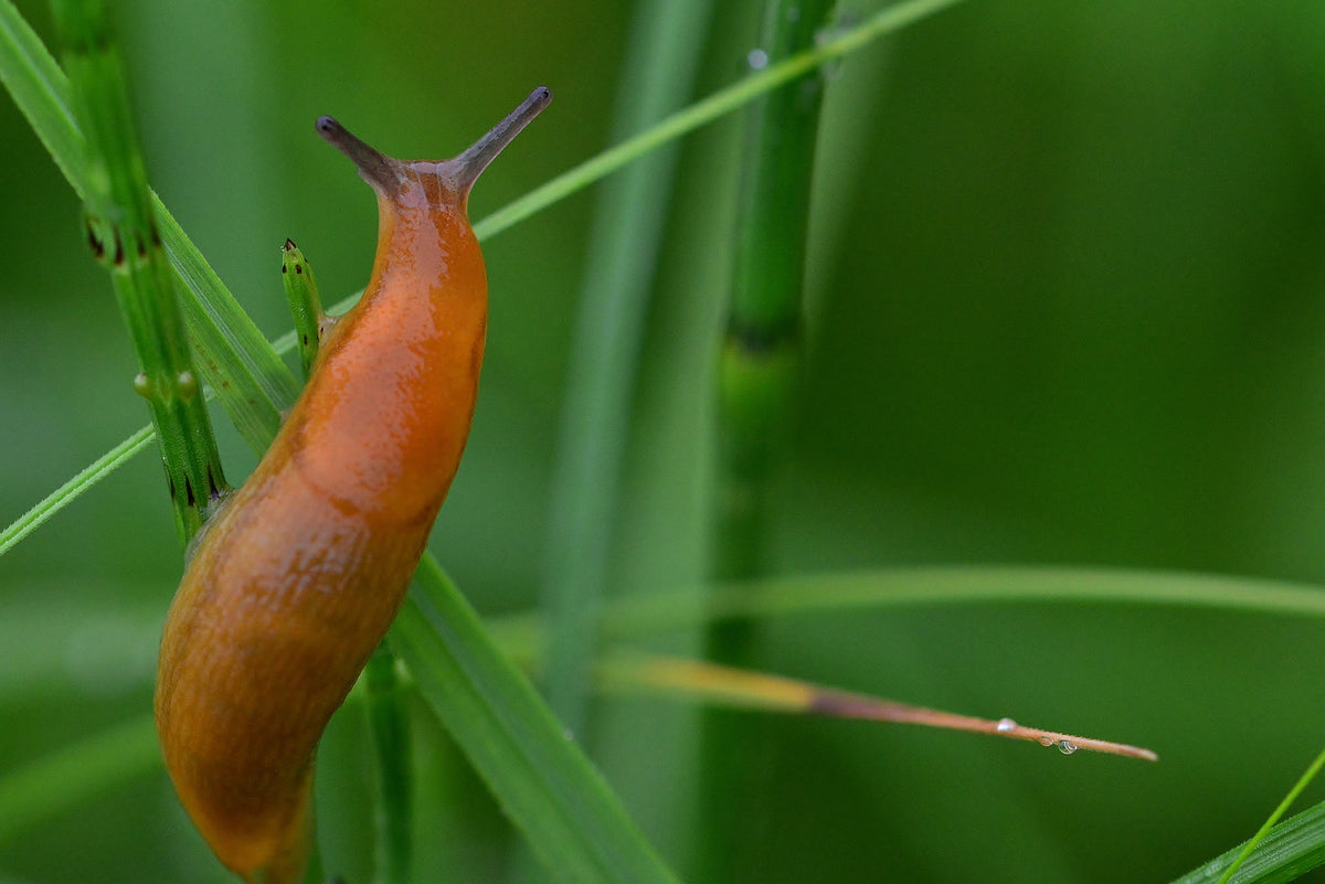 Slug Infestation How to get rid of slugs and snails