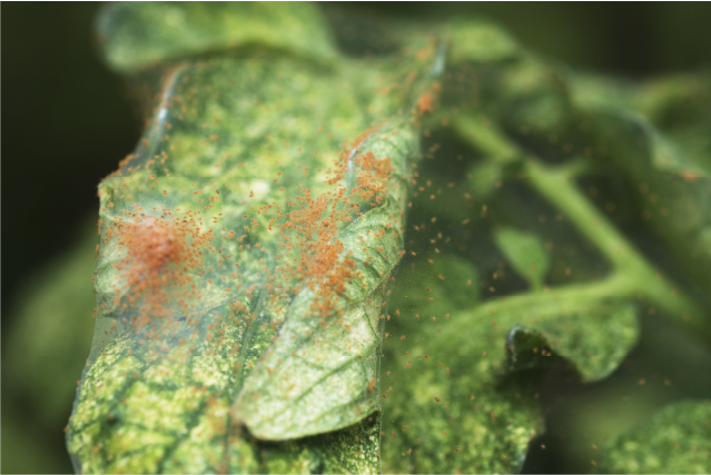 How to identify and get rid of spider mites (2023)