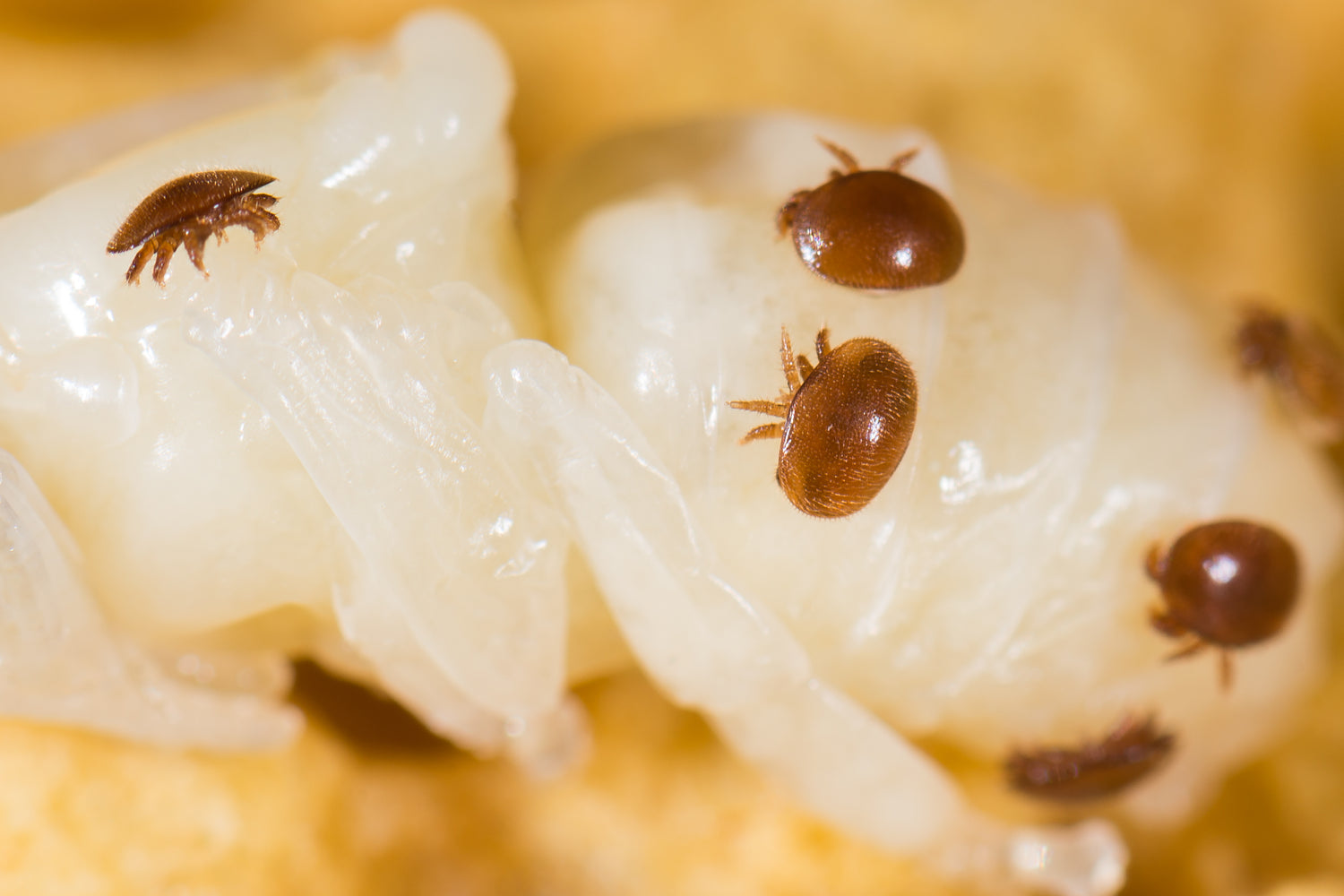 Varroa mite control treatment
