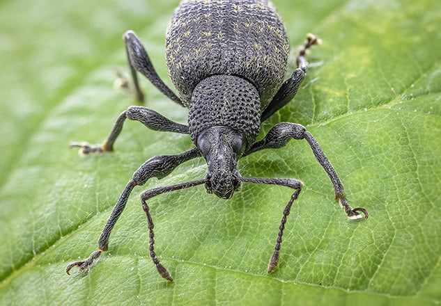 Vine Weevil - How to identify and get rid of (2022)