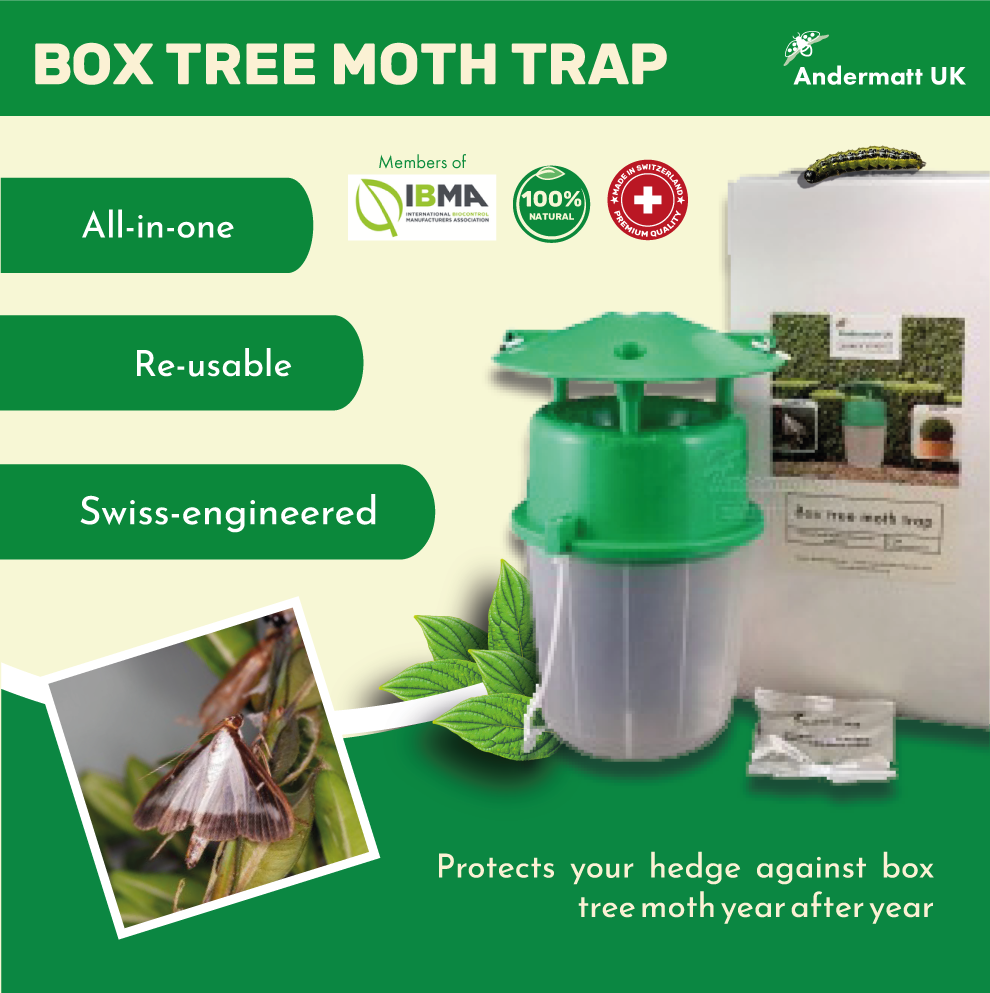 A graphic illustration of a box tree moth trap label.