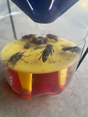 Asian Hornet Trap (Blue/Yellow x1)