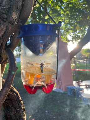 Asian Hornet Trap (Blue/Yellow x1)