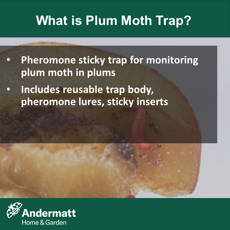 Plum moth trap