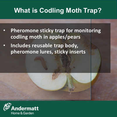 Codling Moth Trap UK - £8.99 with 2 Pheromone Refill Lures, Free Next ...