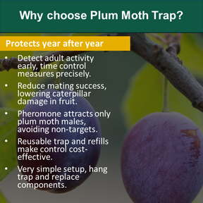 Plum moth trap