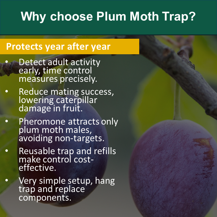 Plum moth trap