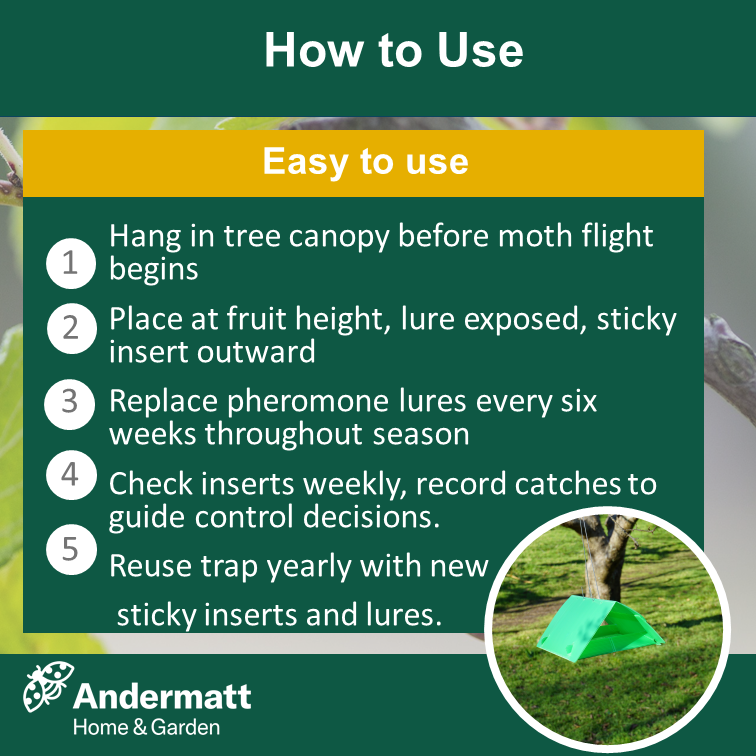 Plum moth trap