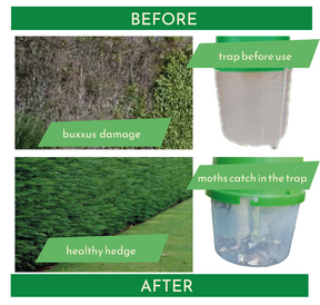 Photo and graphic illustration of a before and after comparison of using a moth trap.