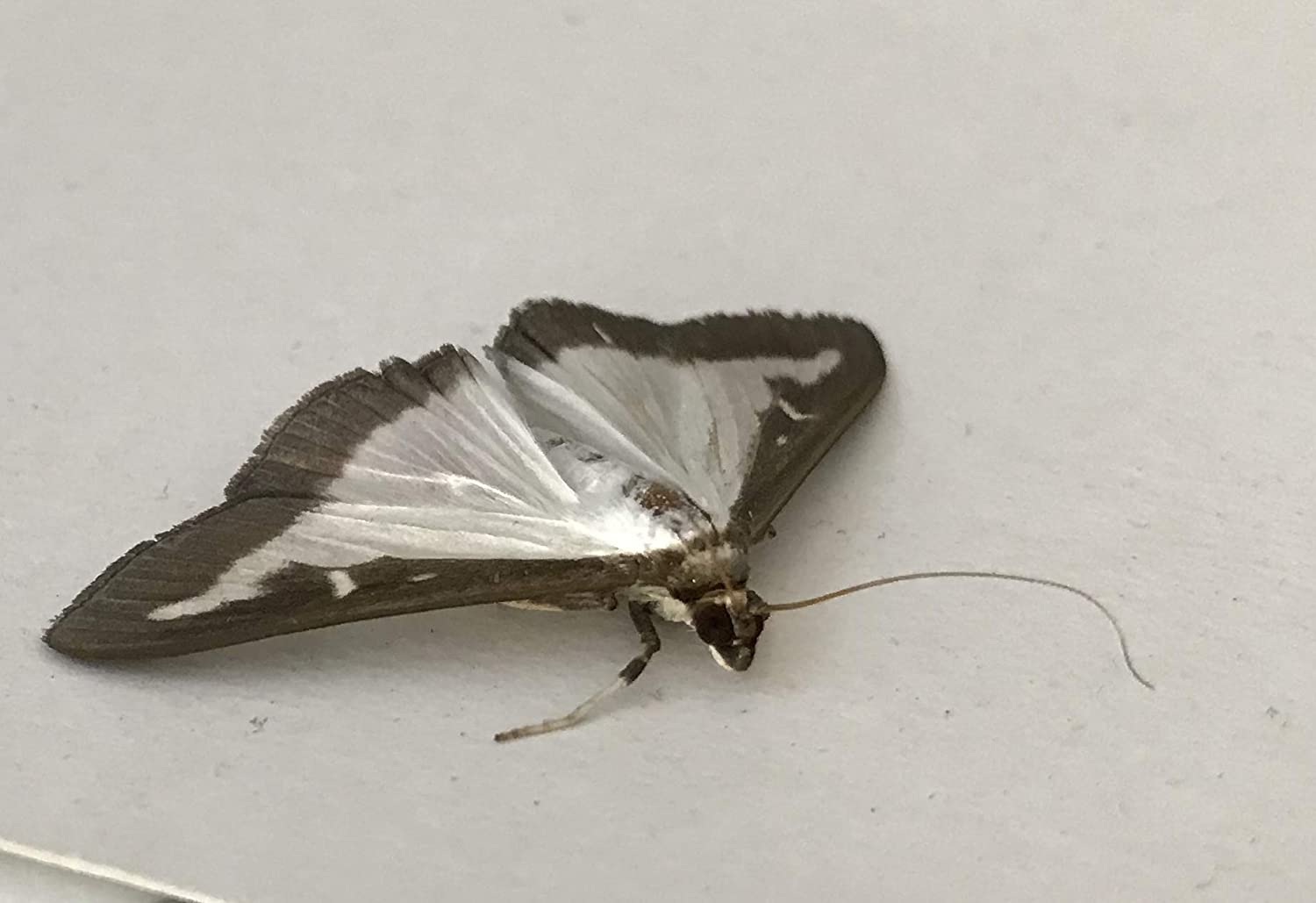 Photo of an adult box moth.