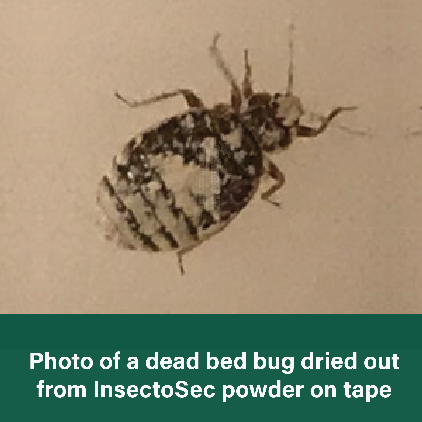 InsectoSec® Tape