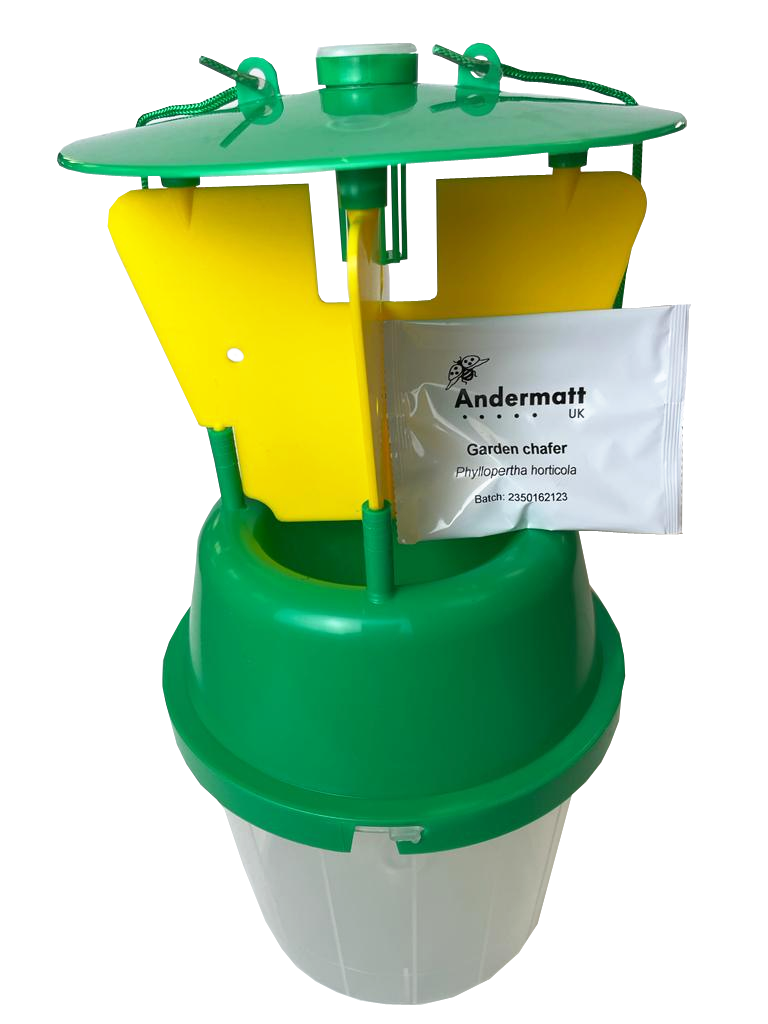 Compact Chafer beetle trap attractant