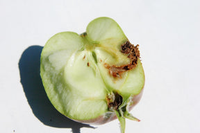 Photo of an apple affected by codling moth damage.