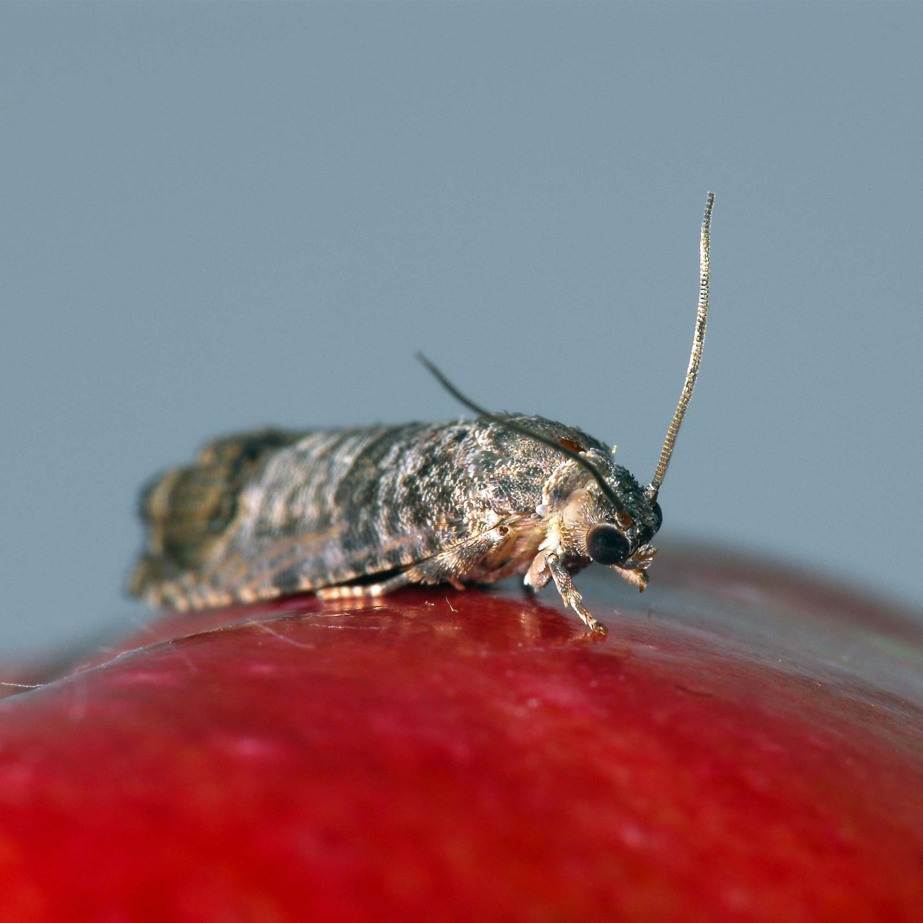 Photo of an adult codling moth.