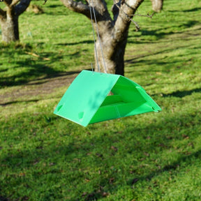 Photo of a codling moth trap hanging from a tree.
