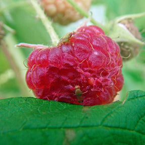 Photo of a raspberry affected by Spotted wing drosophila.