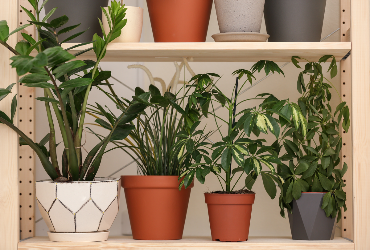 GroPure House Plants