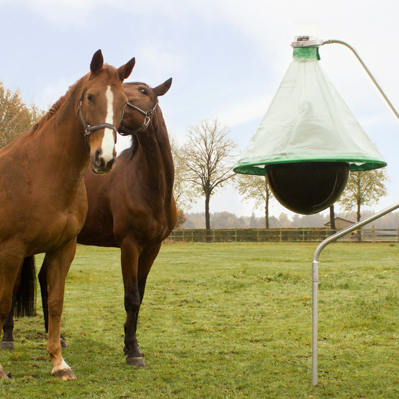 Photo of a horsefly trap, which allows horses to graze peacefully without being bothered by horseflies.