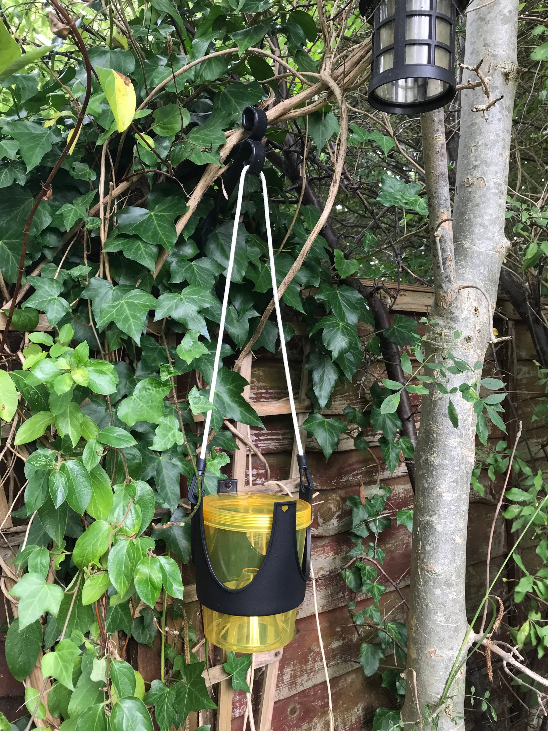 Photo of a wasp trap hanging from a tree branch outside.