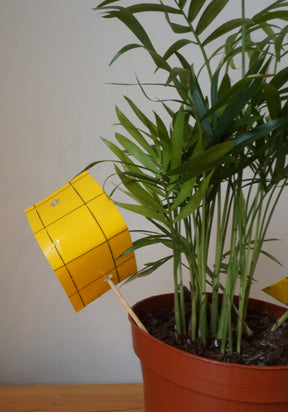 Photo of a mini yellow sticky trap used to protect a houseplant.