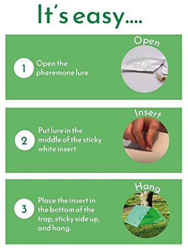 Graphic design of step by step process of setting up the Plum Moth Trap.
