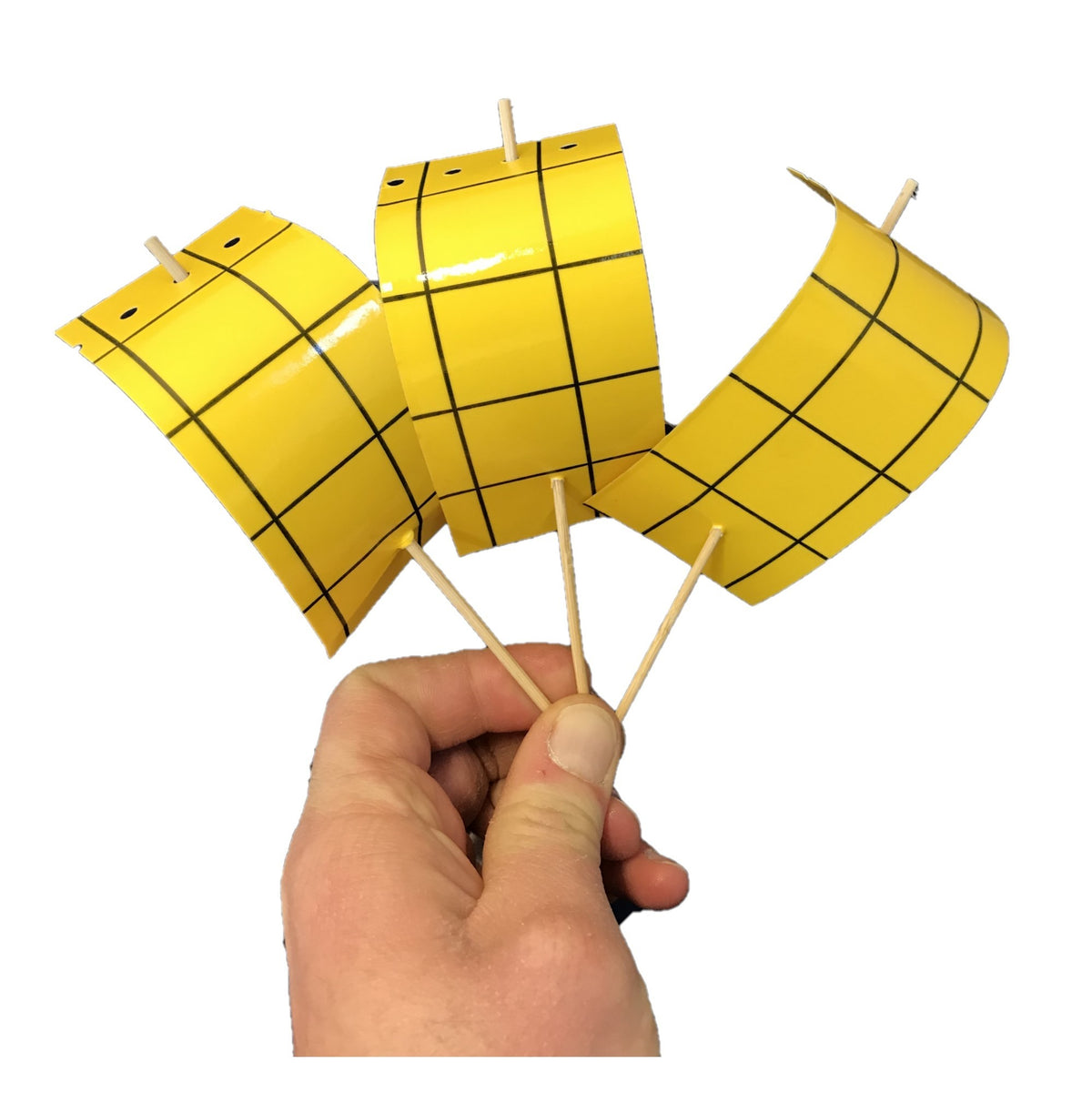 Photo of the mini yellow sticky traps.