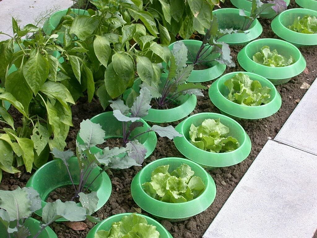 Photo of green slug collars protecting seedlings outside.