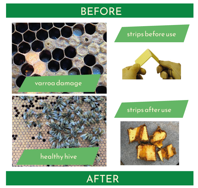 Informative diagram showing the comparison of a before and after Thymovar being applied to a beehive.