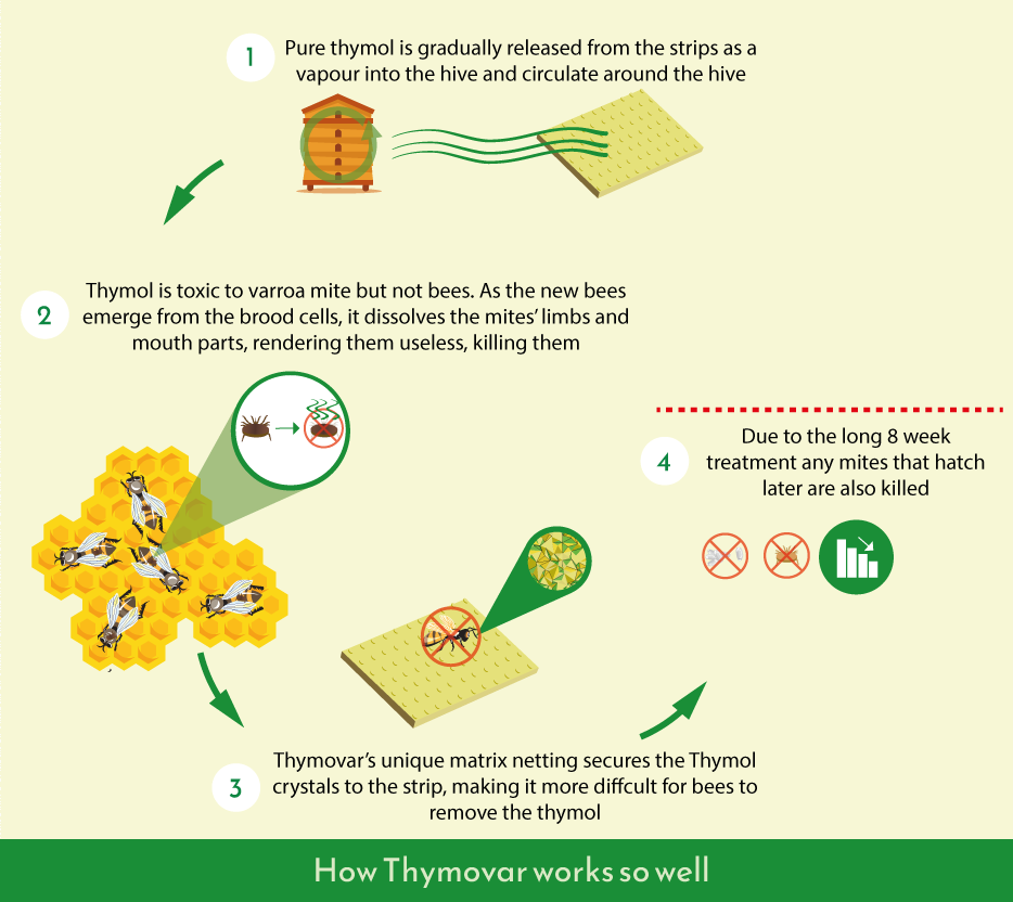 Diagram showing the process of Thymovar strips, and how it helps a beehive.