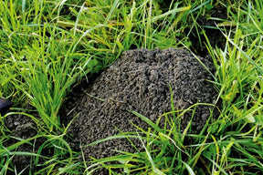 Photo of a molehill.