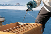 Photo of a beekeeper using the automatic syringe on a beehive. 