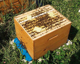 Photo of a beehive with Thymovar applied.