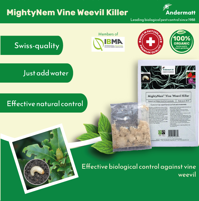 vine weevil killer nematodes Dragonfli 50 Square Meter Pack : :  Garden