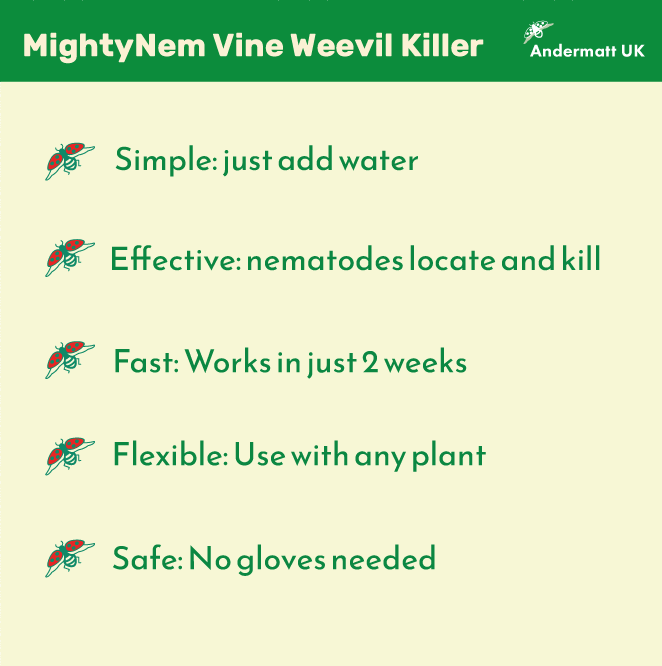 Image of information about Vine Weevil Killer