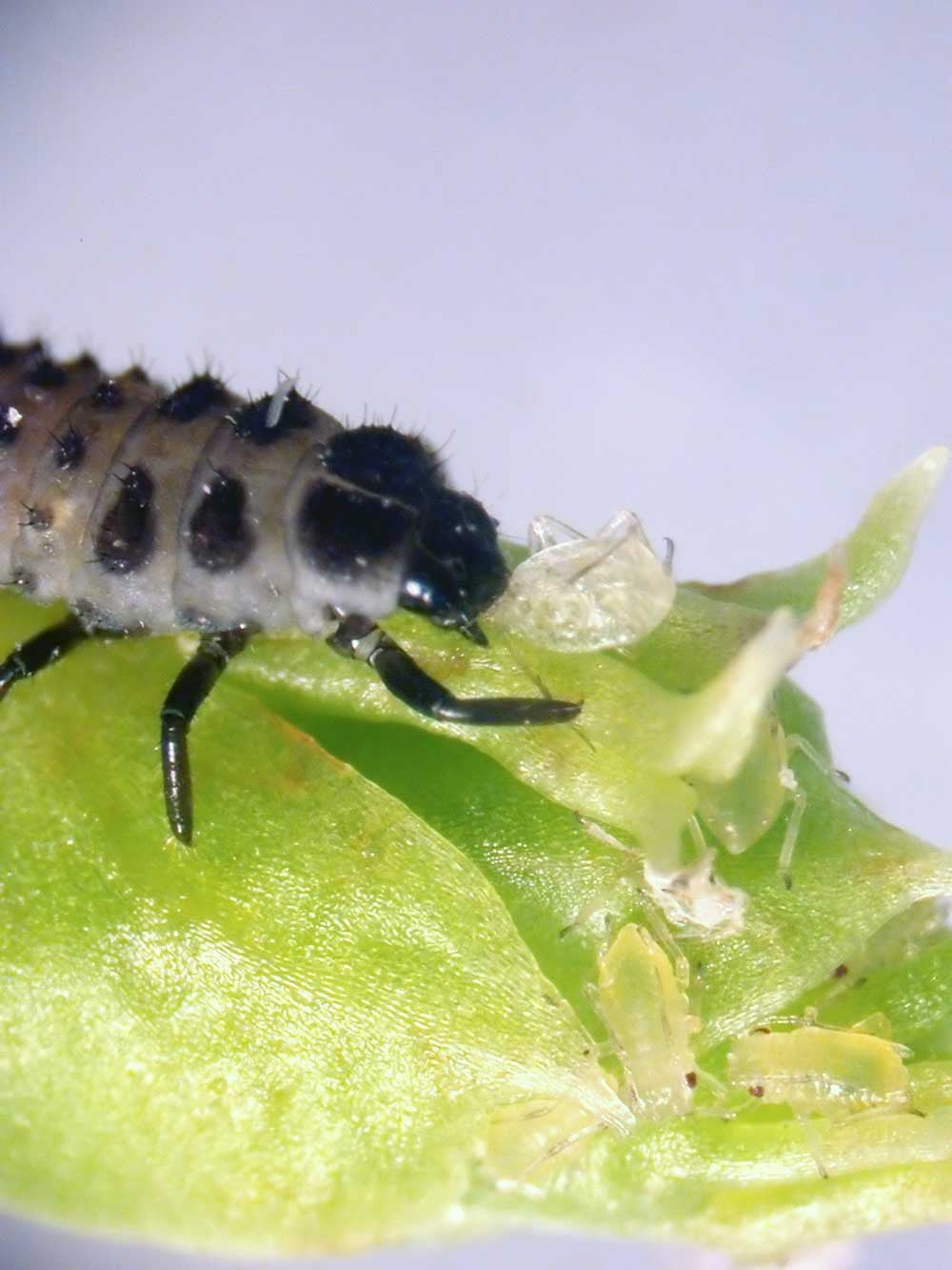 MightyBug - Ladybird Larvae
